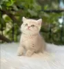 Additional photos: Golden British Shorthair Longhair Girls Boys