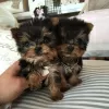 Photo №2 to announcement № 87013 for the sale of maltese dog, poodle (toy), yorkshire terrier - buy in United States private announcement, from the shelter