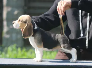 Photo №3. Super smart girl. Beagle. Belarus