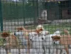 Additional photos: Shiba Inu puppies