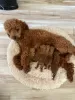 Additional photos: Red Toy Poodle puppies for sale