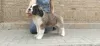 Photo №4. I will sell st. bernard in the city of Krasnodar. breeder - price - 675$