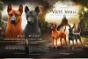 Photo №2 to announcement № 8548 for the sale of thai ridgeback - buy in Latvia breeder