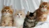 Photo №1. siberian cat - for sale in the city of Kuwait City | 250$ | Announcement № 121946