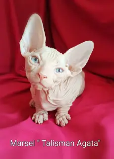 Additional photos: Don Sphynx kittens