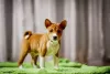 Photo №3. Basenji puppies available. Poland