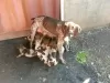 Photo №3. Germany shorthaired pointer puppies. Germany