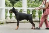 Photo №2. Mating service dobermann. Price - 325$