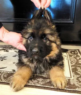 Additional photos: purebred puppy of a German shepherd