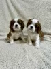 Photo №2 to announcement № 100794 for the sale of cavalier king charles spaniel - buy in Serbia breeder