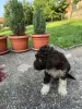 Additional photos: Lagotto Romagnolo puppies