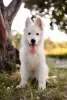 Photo №3. White Swiss Shepherd puppies for sale. Romania