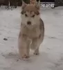 Photo №3. Husky puppies KSU full vacuum. Ukraine