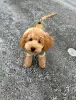 Photo №1. poodle (toy) - for sale in the city of Bishkek | 200$ | Announcement № 126640