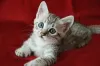 Photo №1. egyptian mau - for sale in the city of St. Petersburg | negotiated | Announcement № 122106