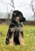 Photo №3. German Shepherd puppies. Belarus