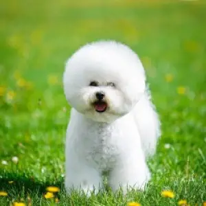 Photo №2 to announcement № 1180 for the sale of bichon frise - buy in Belarus 