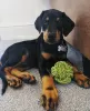 Photo №2 to announcement № 78850 for the sale of dobermann - buy in Germany private announcement