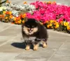 Photo №4. I will sell pomeranian in the city of Москва. from nursery, breeder - price - Is free