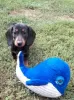 Photo №2 to announcement № 76807 for the sale of dachshund - buy in Hungary breeder