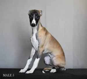 Photo №1. whippet - for sale in the city of Yeisk | 637$ | Announcement № 6101