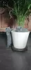 Photo №1. british shorthair - for sale in the city of Mechelen | Is free | Announcement № 127854