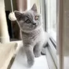 Photo №3. Outstanding British Shorthair Kittens Available. United States