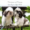 Photo №1. shih tzu - for sale in the city of Warsaw | 740$ | Announcement № 72910