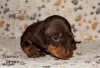 Photo №3. We offer club puppies smooth-haired dachshund with documents (UCI).. Russian Federation