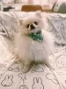 Photo №1. pomeranian - for sale in the city of Paris | 951$ | Announcement № 106777