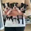 Photo №3. Boston Terrier puppies. Germany