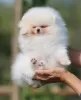 Photo №2 to announcement № 115146 for the sale of pomeranian - buy in Russian Federation private announcement