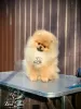 Photo №2 to announcement № 93895 for the sale of pomeranian - buy in Germany breeder