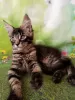 Photo №1. maine coon - for sale in the city of Ryazan | negotiated | Announcement № 18365