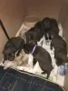 Additional photos: Chucky chocolate Labrador puppies