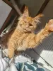 Photo №1. maine coon - for sale in the city of Gorzów Wielkopolski | 832$ | Announcement № 20125