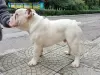 Additional photos: English bulldog