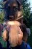 Photo №1. german shepherd - for sale in the city of Tiraspol | 90$ | Announcement № 24300