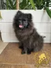 Additional photos: Pomeranian Miniature Spitz