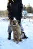 Photo №4. I will sell non-pedigree dogs in the city of Краснокамск. from the shelter - price - Is free