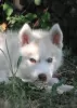 Additional photos: husky puppies 2 months old