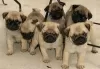 Photo №1. pug - for sale in the city of Essen | 188$ | Announcement № 129934