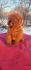 Photo №2 to announcement № 128826 for the sale of poodle (toy) - buy in Ukraine private announcement, from nursery, breeder