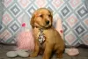 Photo №1. golden retriever - for sale in the city of Berlin | 264$ | Announcement № 107367