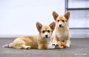 Additional photos: Welsh Corgi Puppies