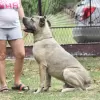 Additional photos: Cane Corso puppies