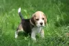 Photo №4. I will sell beagle in the city of Aleksandria Pierwsza. private announcement, breeder - price - 757$