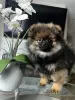 Photo №1. pomeranian - for sale in the city of Филадельфия | 2000$ | Announcement № 39696