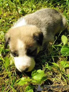 Photo №3. Puppies from Labrador and Laika. Ukraine