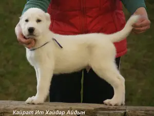 Photo №4. I will sell central asian shepherd dog in the city of Ekaterinoslavka. from nursery, breeder - price - 335$